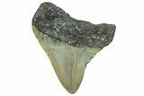 Juvenile Megalodon Tooth - North Carolina #362954-1